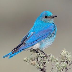 Meet your Posher, Talya